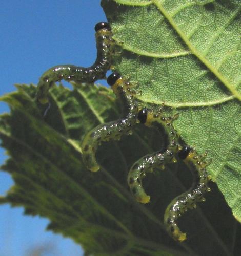 Nematus septentrionalis
